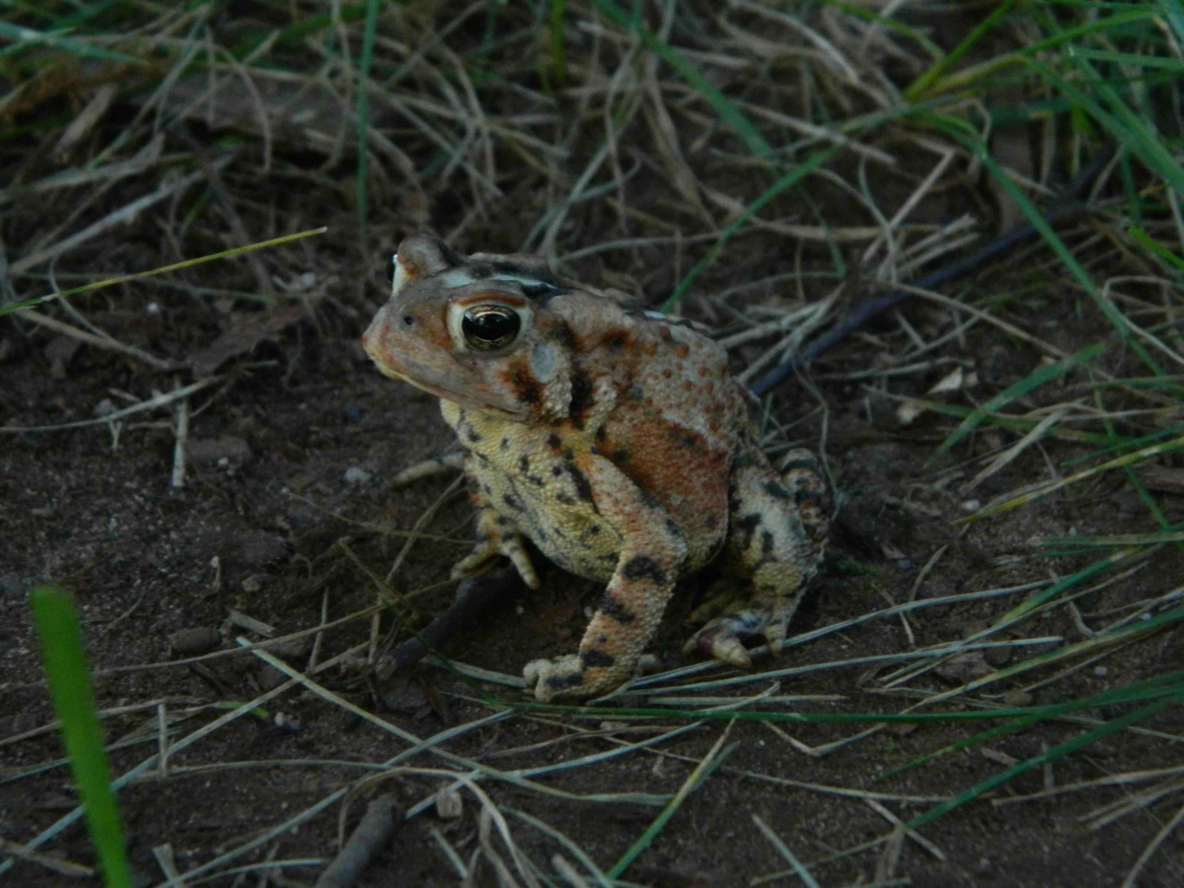 Kröte